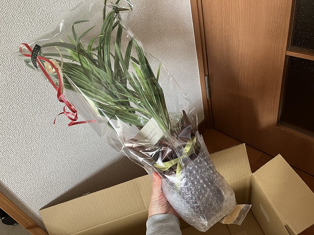 購入時に保護材で包まれていた大型フェイクグリーン