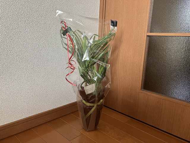 購入時に鉢の周囲を保護されたフェイクグリーン