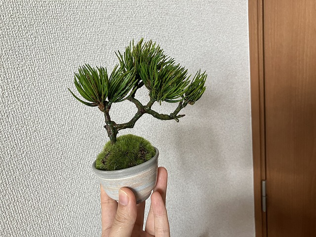 プリマで買ったミニ盆栽