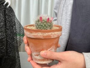 素焼き鉢に植えたサボテン