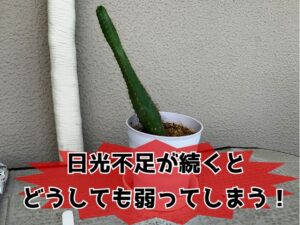 グラグラで倒れそうなサボテン