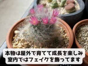 屋外管理のサボテン
