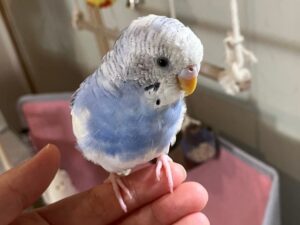 我が家のセキセイインコ