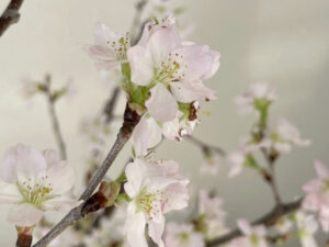 桜の切り枝