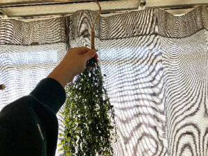 カーテンレールに人工植物を吊るす