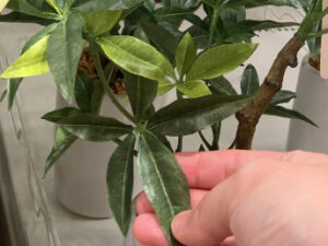 ニトリのフェイクグリーン(パキラ)