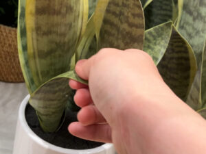 ニトリのフェイクグリーン(サンスベリア)