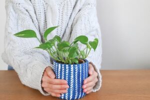 陶器鉢に植えたポトス