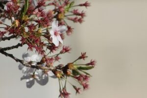 桜の枝