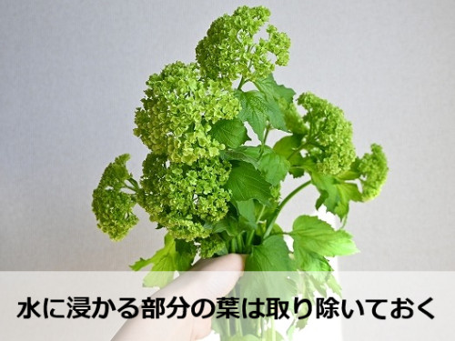 スノーボールの切り花を長持ちさせるコツ