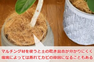 観葉植物の株元に詰めたココヤシファイバー