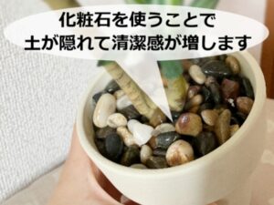 観葉植物の株元に敷いた化粧石