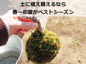 土に植える前の苔玉