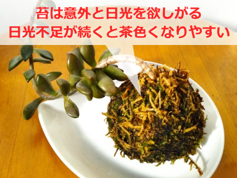 茶色くなった苔玉