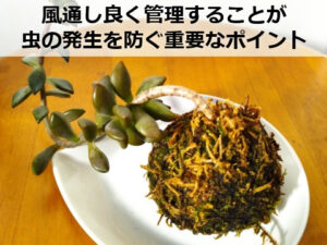 苔玉の虫対策