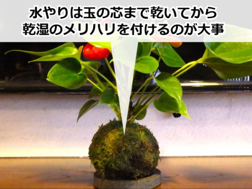 苔玉の水やり方法