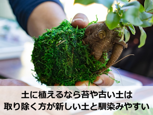 土に植える前の苔玉