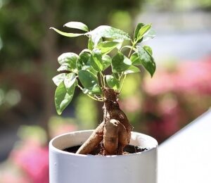 白い鉢に植え替えたガジュマル