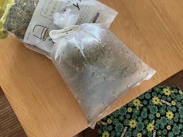 既存の苔玉制作記事で乾燥ハイゴケに水分を含ませたときの写真