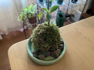 ケト土なしで作った苔玉