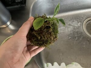 苔玉の水やり