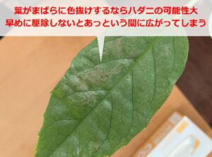 観葉植物の葉に付いたハダニ