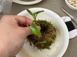 ケト土なしで苔玉作り