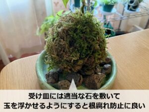 苔玉の下に敷いた軽石