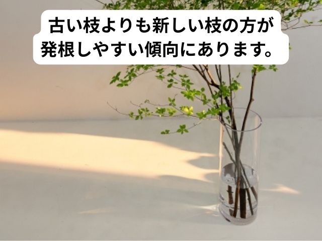 ドウダンツツジの水差しで発根しやすい条件