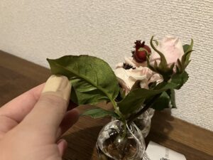 エミリオロバで買ったプリマローズ